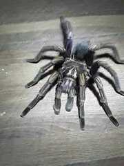 Pamphobeteus ultramarinus