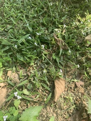 Murdannia loriformis