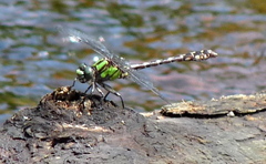 Ophiogomphus colubrinus