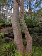 Angophora costata