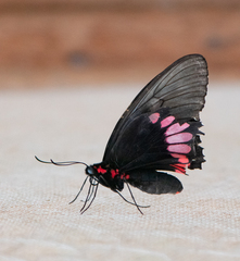 Parides orellana