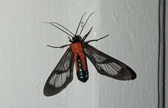 Cosmosoma oroyana