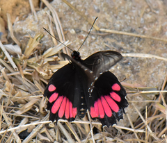 Parides orellana