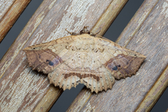 Cryptastria fuscomarginata