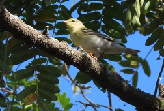 Setophaga striata