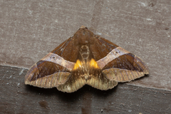 Bastilla fulvotaenia
