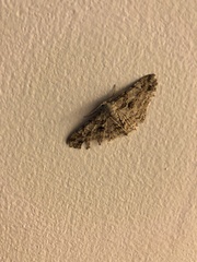 Iridopsis defectaria