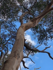 Eucalyptus punctata