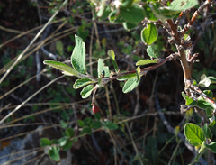 Cotoneaster melanocarpus