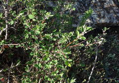Cotoneaster melanocarpus