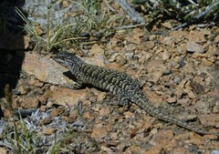 Liolaemus archeforus