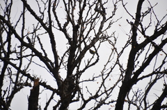 Setophaga coronata