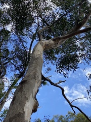 Eucalyptus punctata
