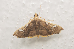 Glyphodes bilunalis