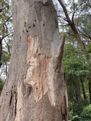 Eucalyptus punctata