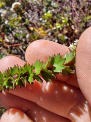 Platysace stephensonii