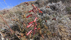 Penstemon centranthifolius