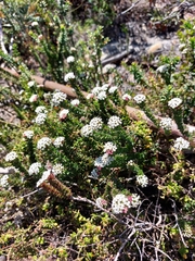 Platysace stephensonii