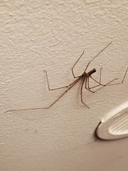 Pholcus phalangioides