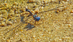 Macrothemis pseudimitans