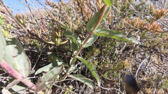 Penstemon centranthifolius