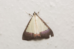 Pitama hermesalis