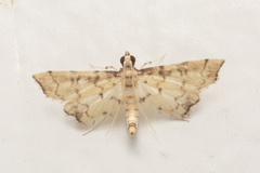 Nacoleia