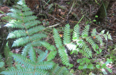 Cyathea smithii