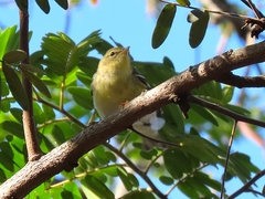 Setophaga striata