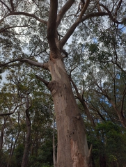 Eucalyptus punctata