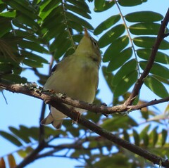 Setophaga striata