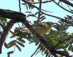 Setophaga striata
