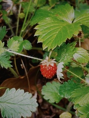 Fragaria