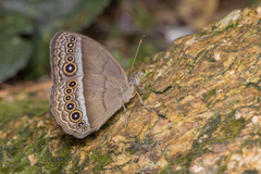 Mycalesis orseis