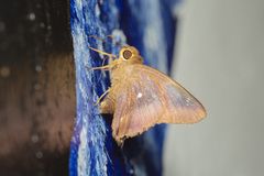 Hasora badra