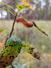 Acronicta longa