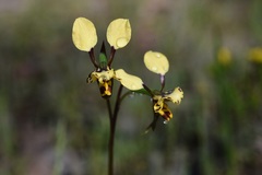 Diuris pardina