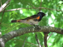 Setophaga ruticilla
