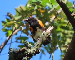 Setophaga ruticilla