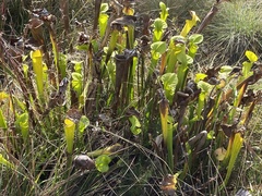 Sarracenia flava