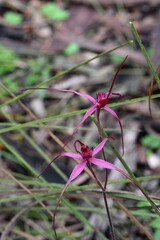 Caladenia formosa