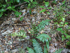 Blechnum procerum