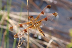 Libellula semifasciata