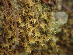 Dicranella schreberiana