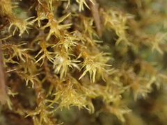 Dicranella schreberiana