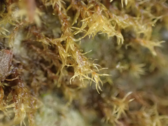 Dicranella schreberiana