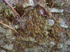 Dicranella schreberiana