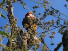 Colaptes punctigula