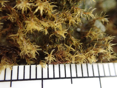 Dicranella schreberiana