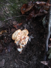 Bondarzewia berkeleyi